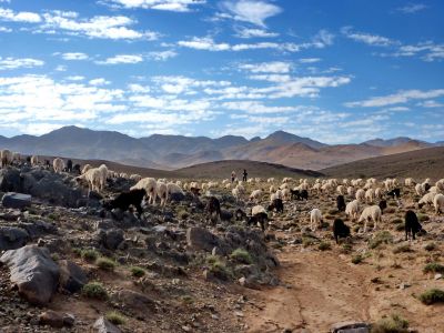 Maroc - Transhumance sur les hautes terres nomades