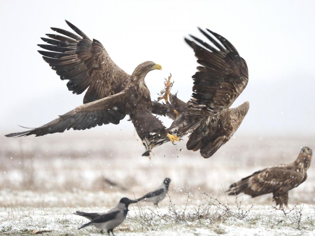 pygargue au sol entouré d'autres oiseaux