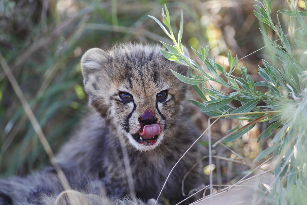 portrait d'un guépard