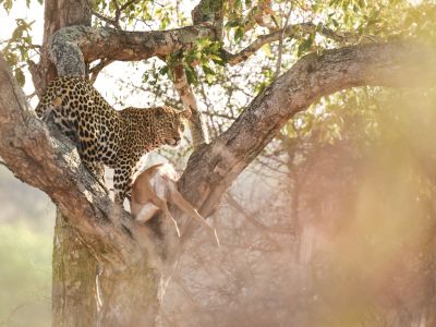 Zambie - Safari et bivouac au fil de la Luangwa