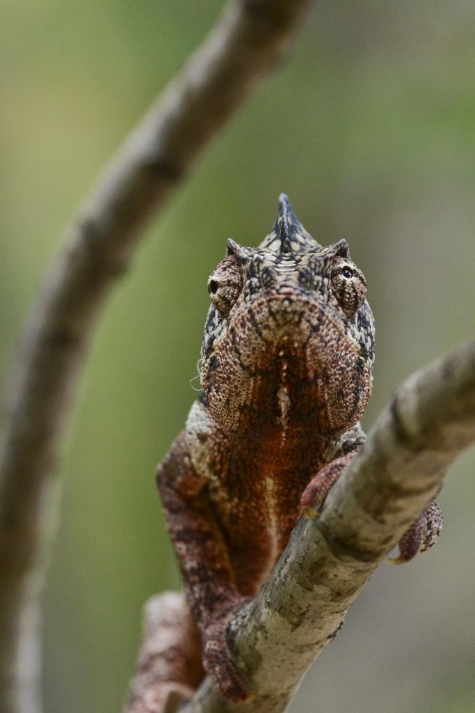 portrait d'un caméléon vert sur une branche