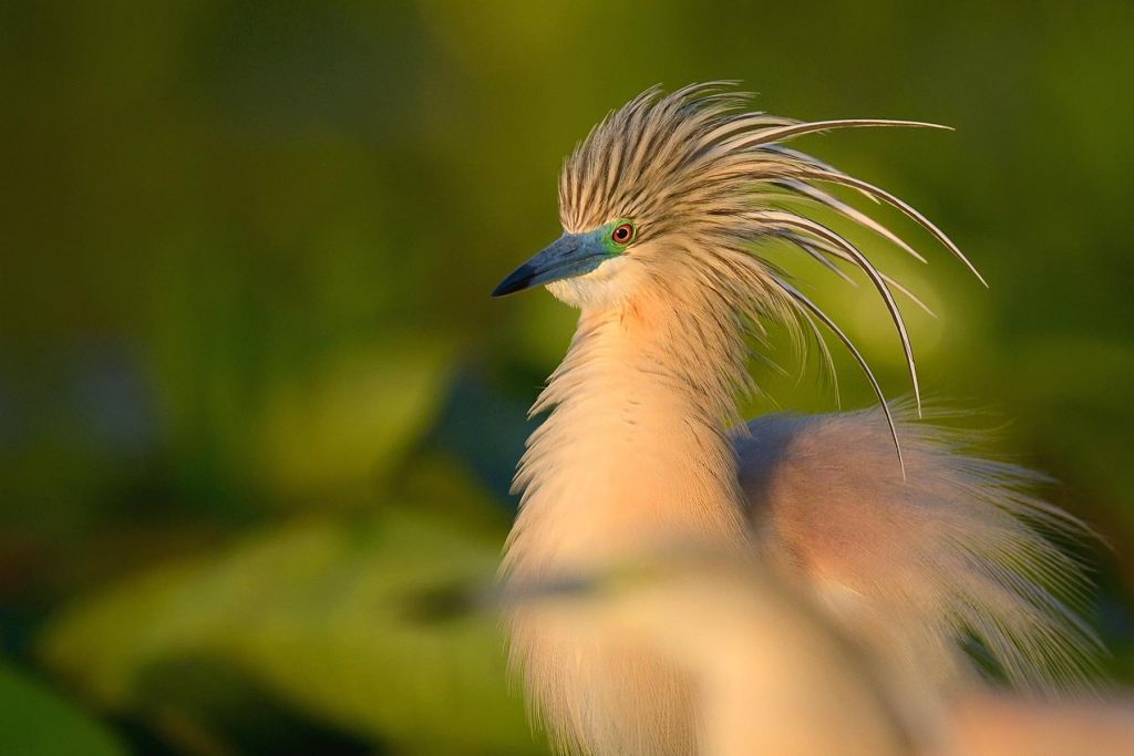 oiseau à crête