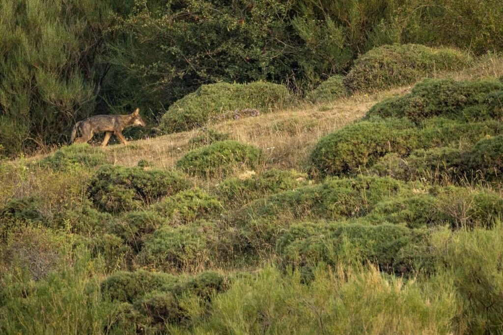 Ours bruns, loups et chats sauvages