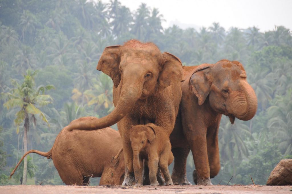 Sri Lanka, la grande boucle 