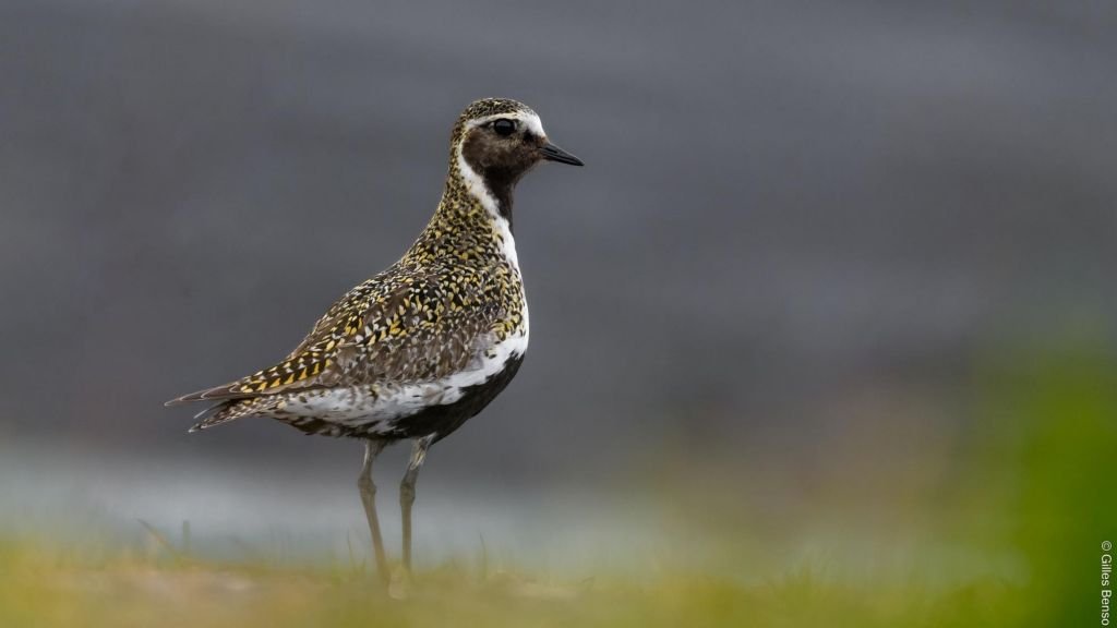 Varanger : le paradis ornitho !