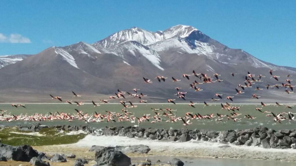 Flamants roses s'envolant devant le salar de Chalviri, Sud Lipez, Bolivie