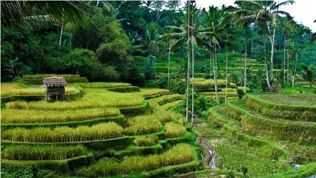 Sumatra, Java, Bali : une traversée grandeur nature