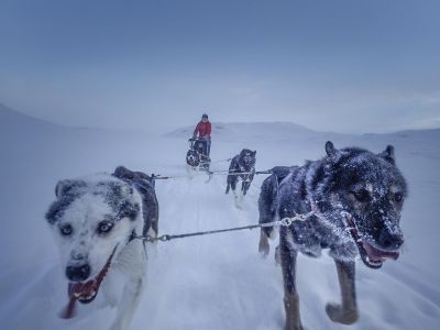 Norvège - Itinérance en traineau à chiens au cœur de l'arctique Norvégien 