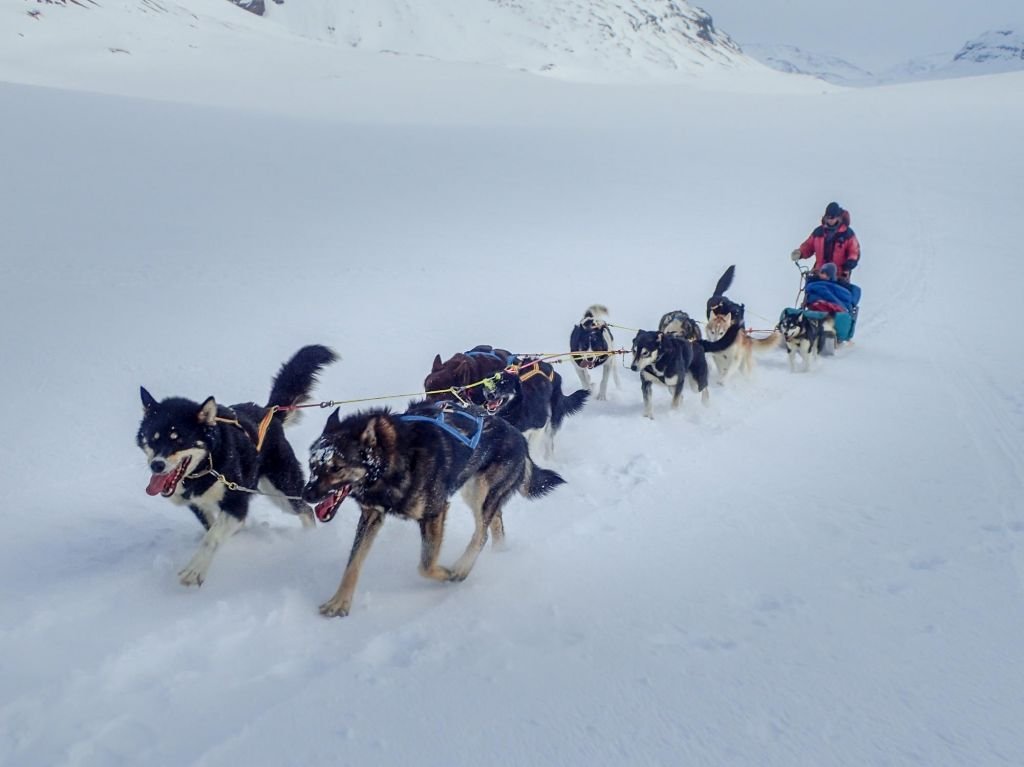 chiens de traineaux sur la neige