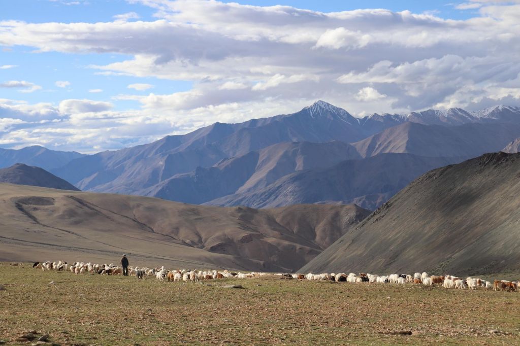 troupeau dans les paturages du Changtang