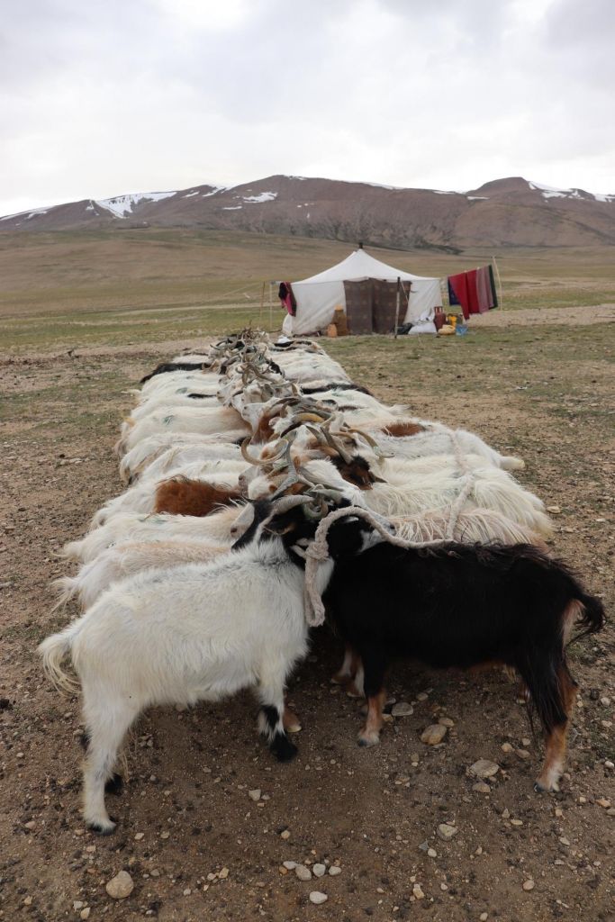 heure de la traite des chevres au Changtang