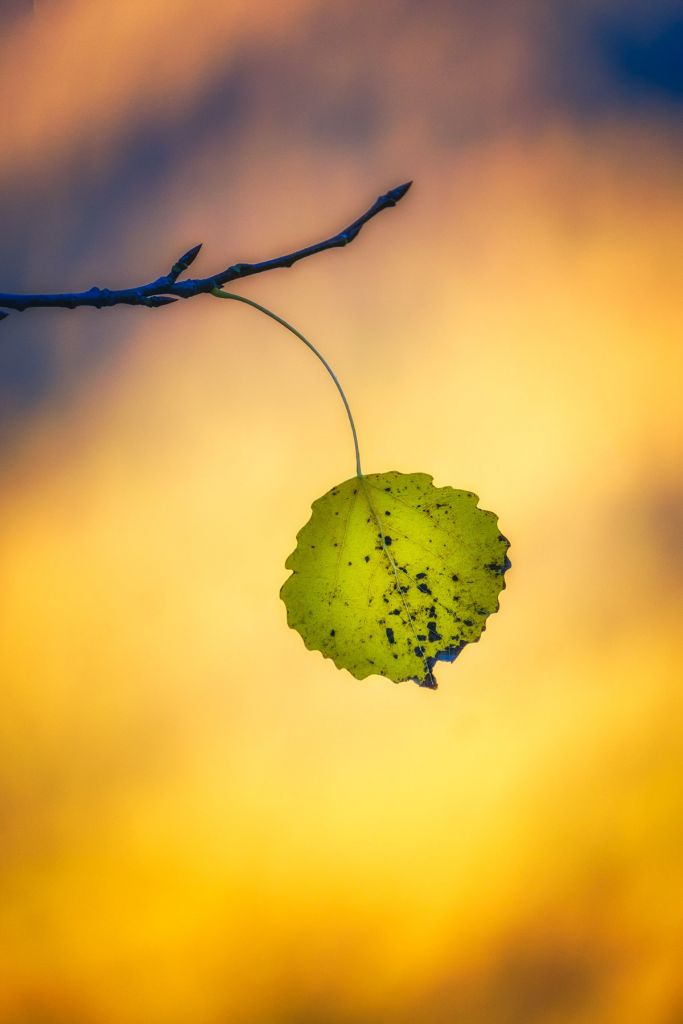 Détail d'une feuille lors d'un stage photo dans le Mercantour à l'automne