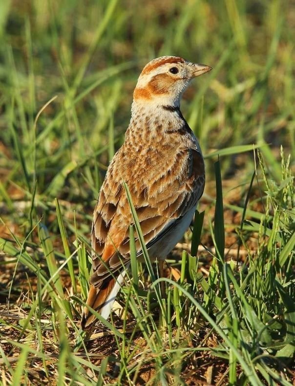 Alouette de Mongolie