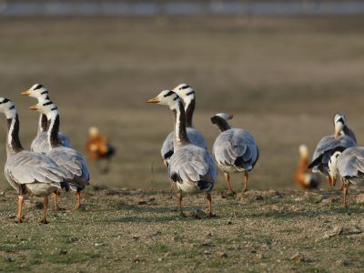 Inde - Inde du Nord : oiseaux, tigre et dauphin du Gange