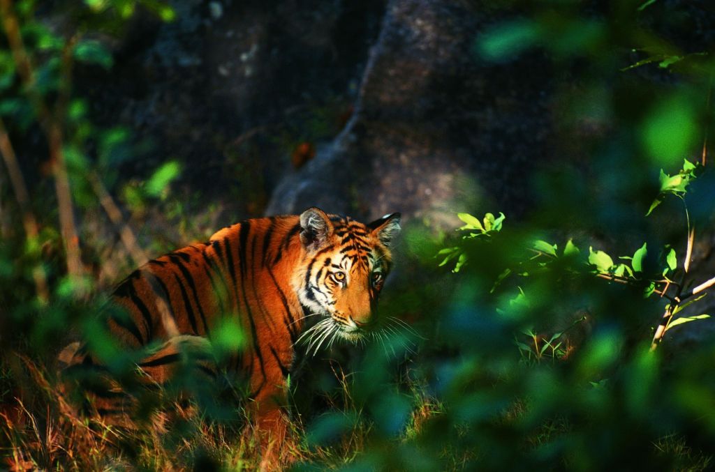 Inde du Nord : oiseaux, tigre et dauphin du Gange