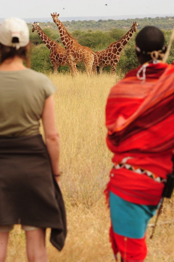 Safari à pied au Kenya, face aux giraffes