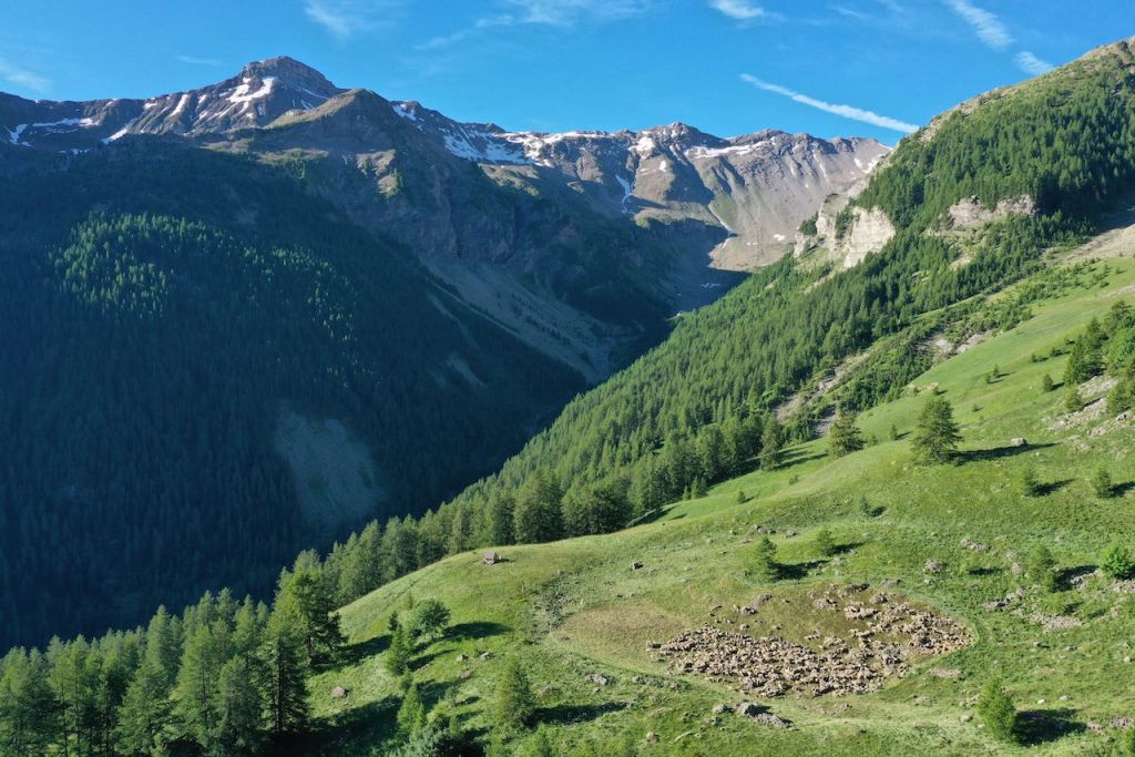 Berger et son troupeau dans les Alpes du Sud