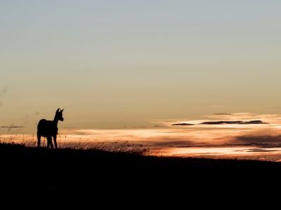 France - A la rencontre des chamois sur les crêtes Vosgiennes