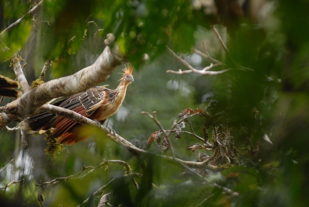 Observation faune equateur