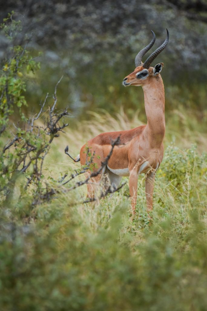 gerenuk kenya