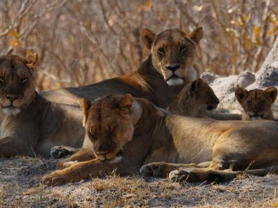 Zimbabwe - Spécial Hwange, safari à pied et Victoria Falls